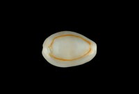 藏品(金環寶螺)的圖片